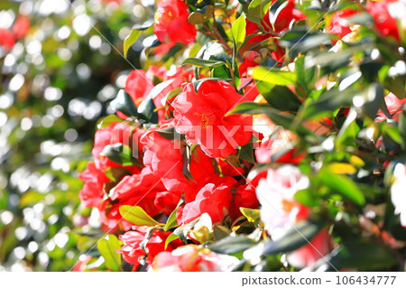 Large red camellia (camellia) Large red camellia (camellia) 106434777