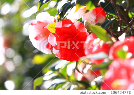 Large red camellia (camellia) 106434778