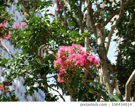 Crape myrtle of a variety called Country Red Crape myrtle of a variety called Country Red 106434814