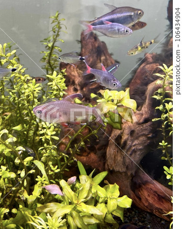 水族館 熱帶魚 hyphesobricon eilyos 水族館 熱帶魚 hyphesobricon eilyos 106434904