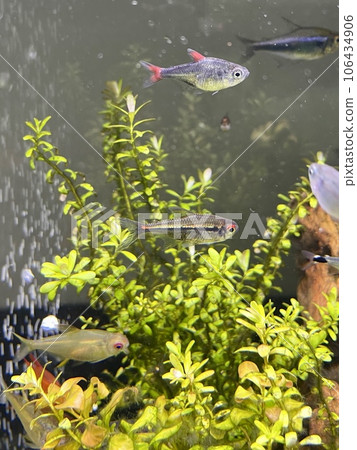 aquarium tropical fish hyphesobricon eilyos 106434906