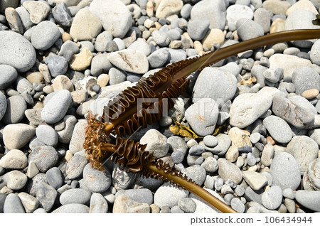 陸中海岸田野畑海 106434944