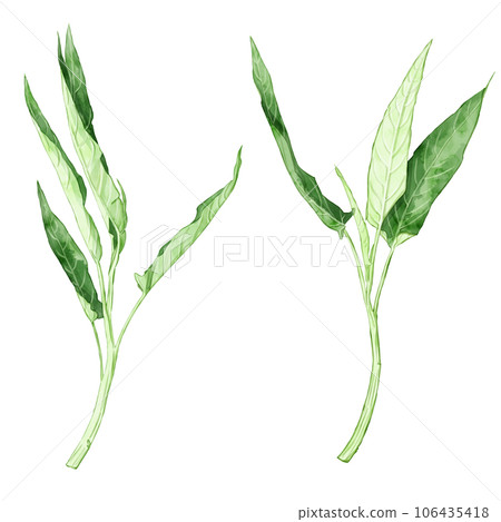 手繪水彩水菠菜插圖集 106435418