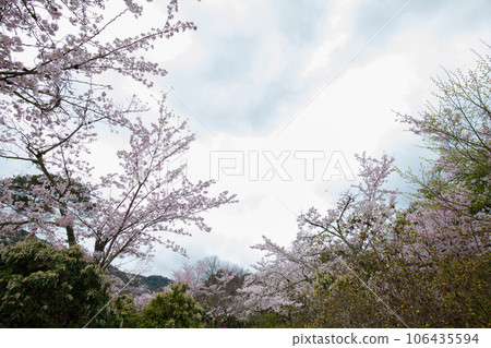 White pink sakura blossom flower on tree branch 106435594