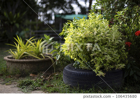 Using Leftovers To Make Potted Plants, Backgrounds for advertisements and wallpapers in natural scenes and outdoor landscapes. Actual images in decorating ideas 106435680