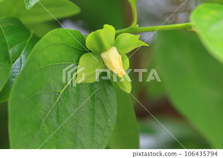 可愛的柿子花 106435794