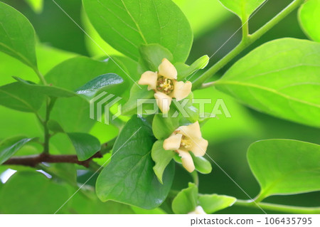 可愛的柿子花 106435795