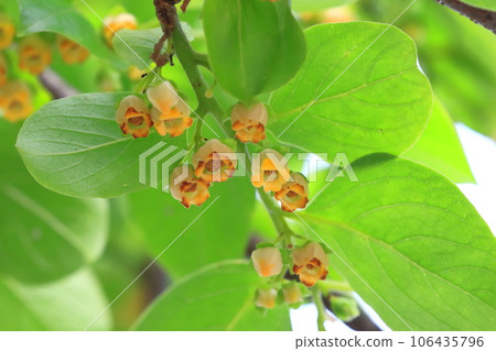 可愛的柿子花 106435796