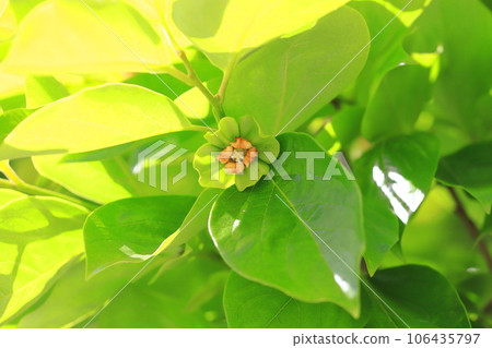 可愛的柿子花 106435797