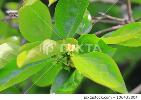 可愛的柿子花 可愛的柿子花 106435804