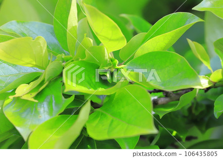 可愛的柿子花 可愛的柿子花 106435805