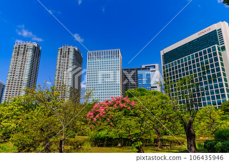 Skyscrapers in Shiodome seen from Hama-rikyu Gardens, Chuo-ku, Tokyo 106435946