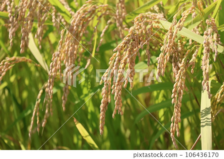 Close-up view of ears of rice waiting to be harvested, turning yellow Close-up view of ears of rice waiting to be harvested, turning yellow 106436170