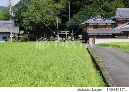 A landscape with a blue sky, rice fields, a private house, a shrine forest of green trees, and a torii gate ahead of the road. A landscape with a blue sky, rice fields, a private house, a shrine forest of green trees, and a torii gate ahead of the road. 106436171