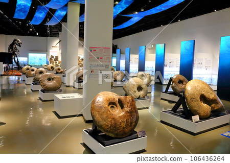 北海道遊記 三笠市博物館菊石展 106436264