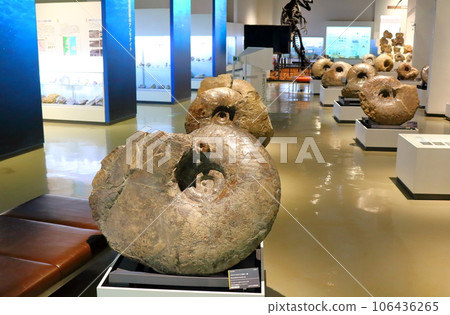 北海道遊記 三笠市博物館菊石展 106436265