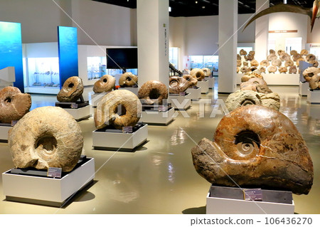 北海道遊記 三笠市博物館菊石展 106436270