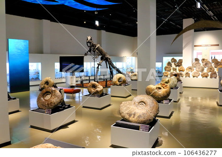 北海道遊記 三笠市博物館菊石展 北海道遊記 三笠市博物館菊石展 106436277