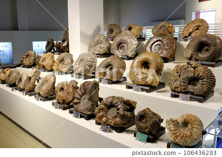 Hokkaido Travelogue Mikasa City Museum Ammonite Exhibition Hokkaido Travelogue Mikasa City Museum Ammonite Exhibition 106436283