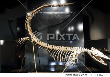 北海道遊記 三笠市博物館菊石展 106436285