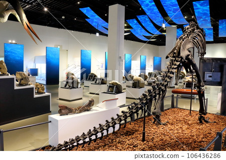 北海道遊記 三笠市博物館菊石展 106436286