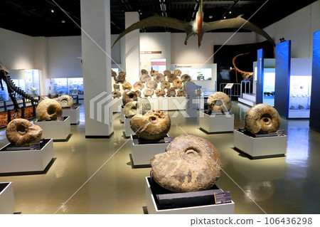 北海道遊記 三笠市博物館菊石展 106436298