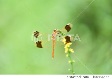 Immature red dragonfly Miyama Akane (Akane Miyama) 106436356