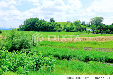 Hokkaido Travelogue June Ueno Farm Morning Garden 106436494