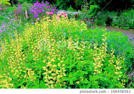 Hokkaido Travelogue June Ueno Farm Morning Garden Hokkaido Travelogue June Ueno Farm Morning Garden 106436561