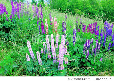 Hokkaido Travelogue June Ueno Farm Morning Garden 106436626
