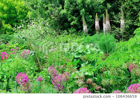 Hokkaido Travelogue June Ueno Farm Morning Garden Hokkaido Travelogue June Ueno Farm Morning Garden 106436659