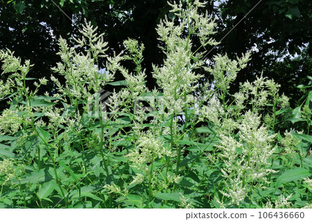 Hokkaido Travelogue June Ueno Farm Morning Garden 106436660