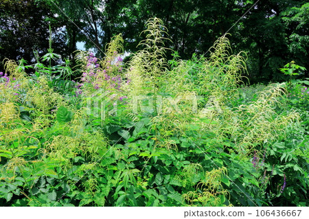 Hokkaido Travelogue June Ueno Farm Morning Garden Hokkaido Travelogue June Ueno Farm Morning Garden 106436667