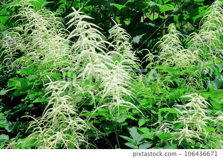 北海道遊記 六月晨園上野農場 北海道遊記 六月晨園上野農場 106436671