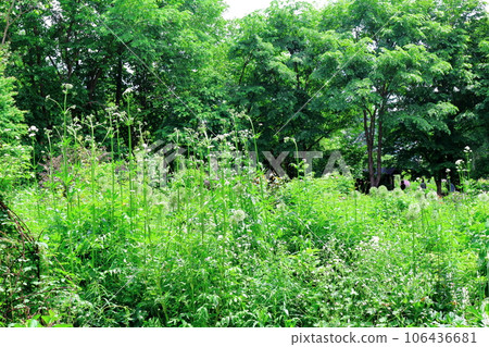 Hokkaido Travelogue June Ueno Farm Morning Garden Hokkaido Travelogue June Ueno Farm Morning Garden 106436681