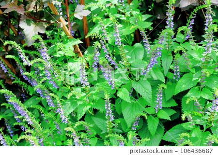 Hokkaido Travelogue June Ueno Farm Morning Garden 106436687