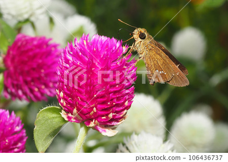 Ichimon Jisseri sucking nectar from flowers 106436737