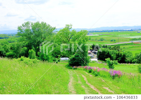 Hokkaido Travelogue Ueno Farm in June Afternoon Garden 106436833