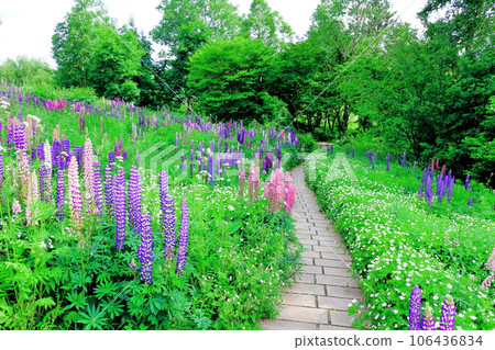 Hokkaido Travelogue Ueno Farm in June Afternoon Garden 106436834