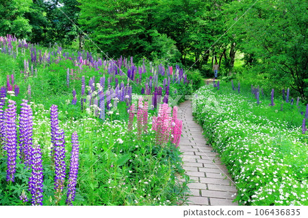 Hokkaido Travelogue Ueno Farm in June Afternoon Garden 106436835