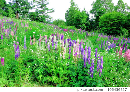 Hokkaido Travelogue Ueno Farm in June Afternoon Garden 106436837