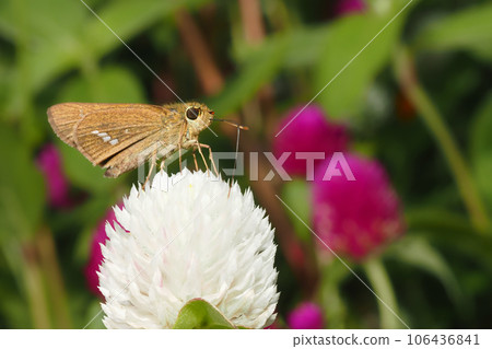 一門傑瑟裡從花中吸取花蜜 106436841