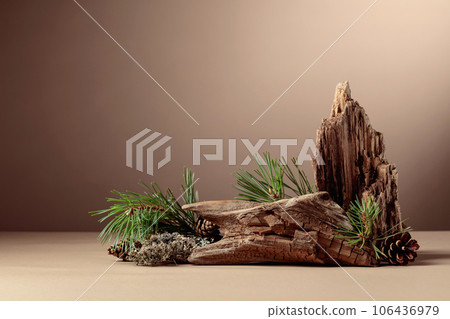 Abstract north nature scene with a composition of lichen, pine branches, and dry snags. 106436979