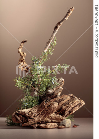 Abstract nature scene with a composition of juniper and dry snags. 106436991
