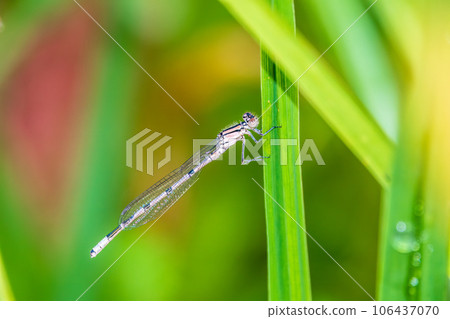 Small dragonfly Enallagma cyathigerum, the common blue damselfly, female. on a blade of grass Small dragonfly Enallagma cyathigerum, the common blue damselfly, female. on a blade of grass 106437070