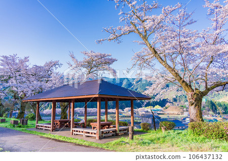 （靜岡縣）川根町、家山、天王山公園的櫻花 106437132