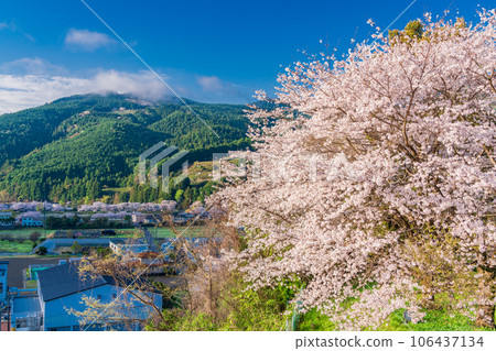 (靜岡縣)川根町、家山、天王山公園的櫻花 (靜岡縣)川根町、家山、天王山公園的櫻花 106437134