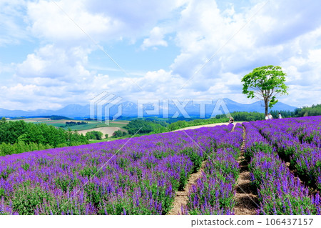 六月北海道遊記四季彩之丘 106437157