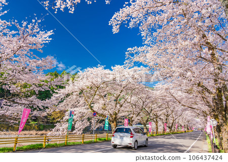 （靜岡縣）川根町/家山櫻花隧道川根櫻花街 106437424