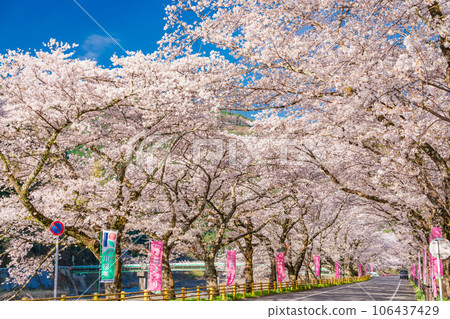 （靜岡縣）川根町/家山櫻花隧道川根櫻花街 106437429